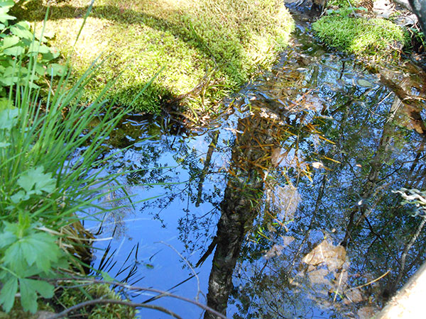 Källans kallvattenkälla